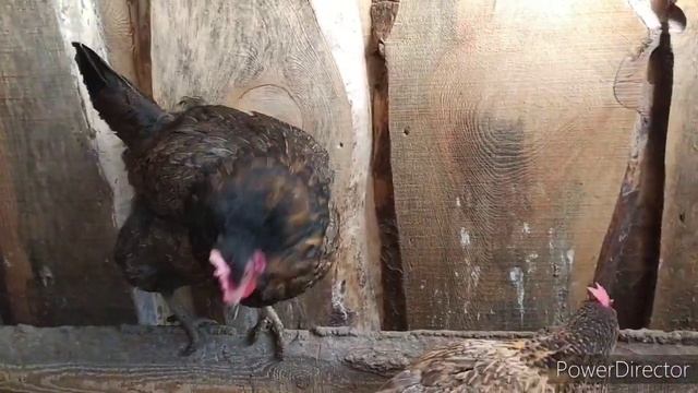 есть ли цыпленок в яйце?? верное средство для яйценоскости моих кур! ?петуха на шулюм!?моя деревня смотреть онлайн