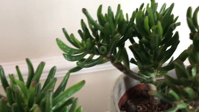 Crassula Ovata " Hobbit" vs "Gollum" смотреть онлайн