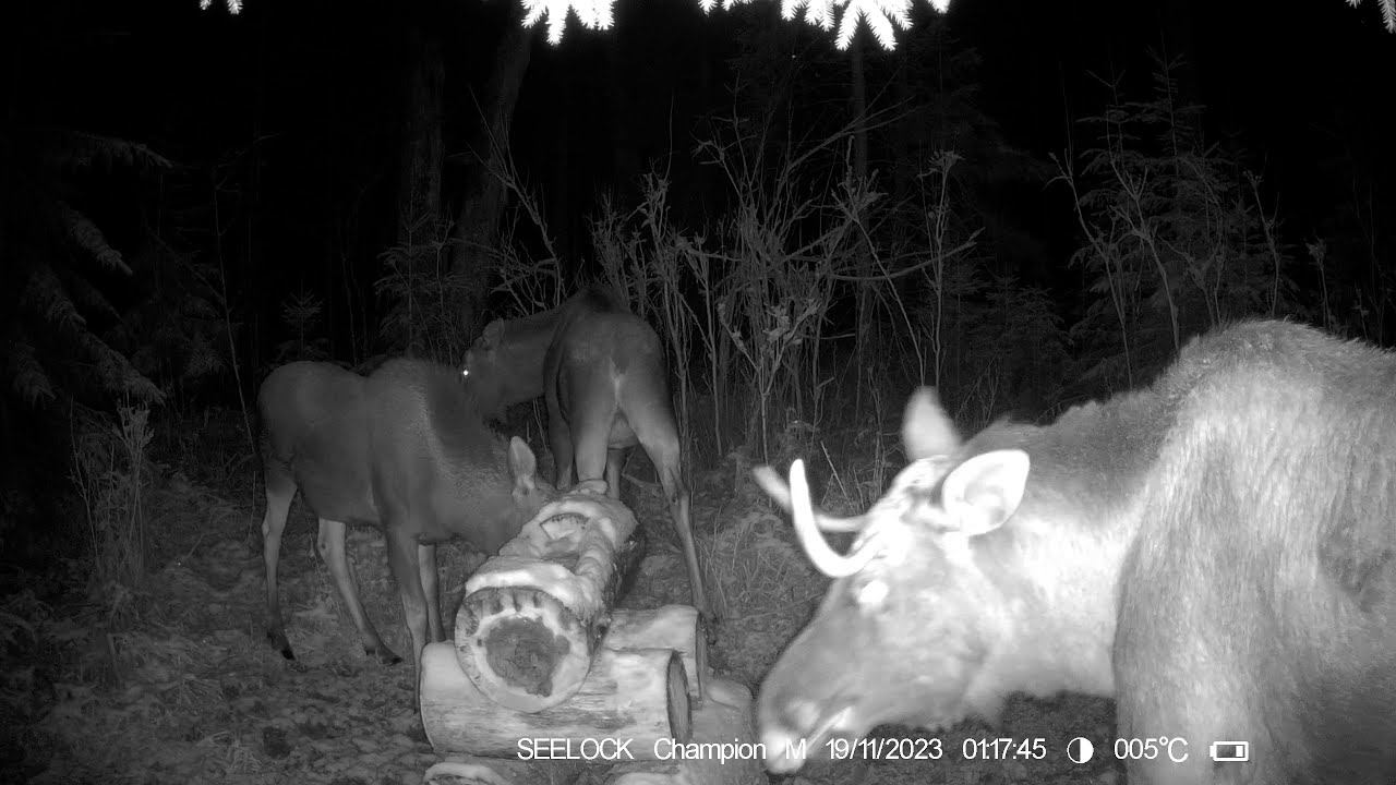 Фотоловушка SEELOCK S308W #5.2 / На солонце №2 смотреть онлайн