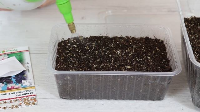 АКВИЛЕГИЯ ( водосбор ) Посев семян на рассаду смотреть онлайн