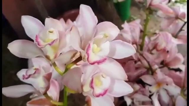 LIGHT PINK CYMBIDIUM ORCHIDS смотреть онлайн