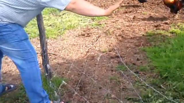 Андрей учит барана бодаться 2 смотреть онлайн