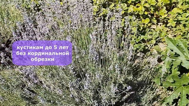 Цветы тайных путей