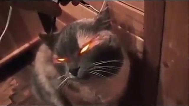 Супер кот! Прикол с котом! Светятся глаза! Магия! смотреть онлайн