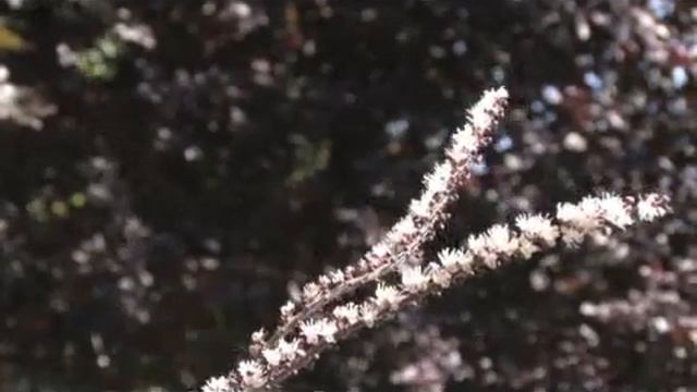 How to Grow Bugbane (Cimicifuga) смотреть онлайн