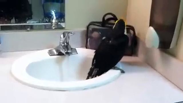 Toucan Falls in the Sink | Baby Rocko смотреть онлайн