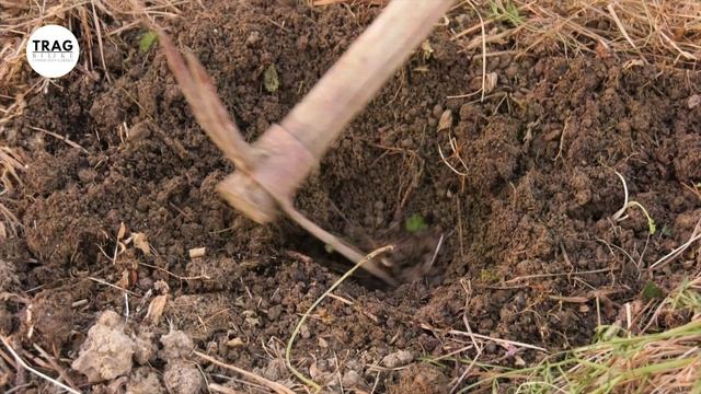 UZGOJ PRAZILUKA - OD SEMENA DO PLODA (2022) [TRAG BILJKE] смотреть онлайн