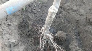 Груша КОНФЕРЕНЦИЯ, весенняя посадка с гвоздями.