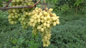 Г Ф  винограда  ДОНСКАЯ  НЕВЕСТА  БУРДАК   А В    2019