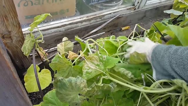 Закрытие сезона. Сбор урожая. Арбузы, дыни, груши, как на юге.) Урожай в сентябре. смотреть онлайн