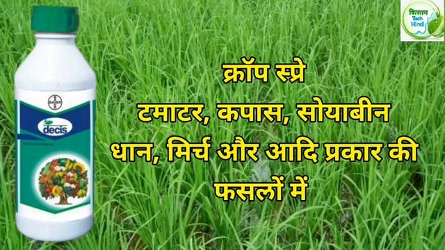 Decis 100 Insecticide | Decis 100 | Deltamethrin 11% EC |Bayer Crop Science