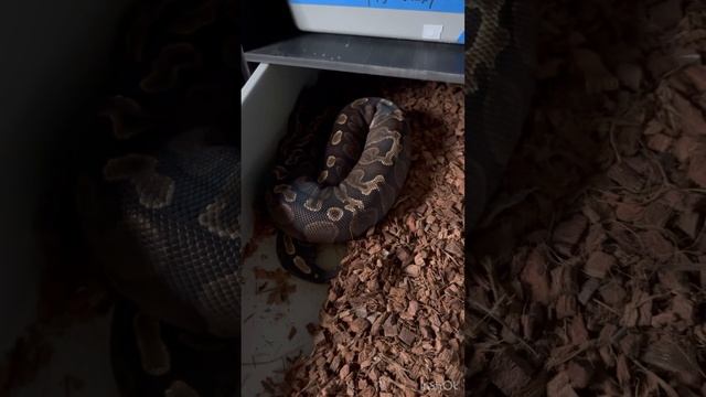 Ball Python pairings || CRAZY Texas weather = no power? смотреть онлайн