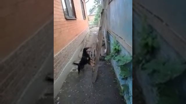 Ягдтерьер.Охотничья собака. смотреть онлайн