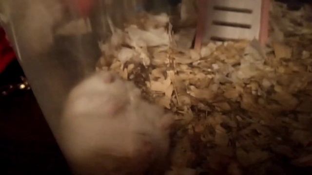 Хомячок впал в спячку?