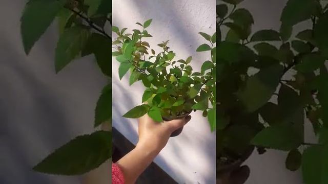 спирея голдфлейм летом смотреть онлайн