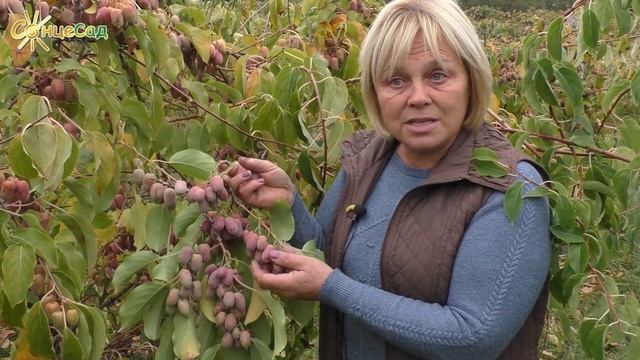 Актинідія ПУРПУРОВА. Урожайність зашкалює! ?? смотреть онлайн