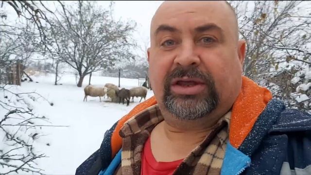 Разведение овец!!! смотреть онлайн