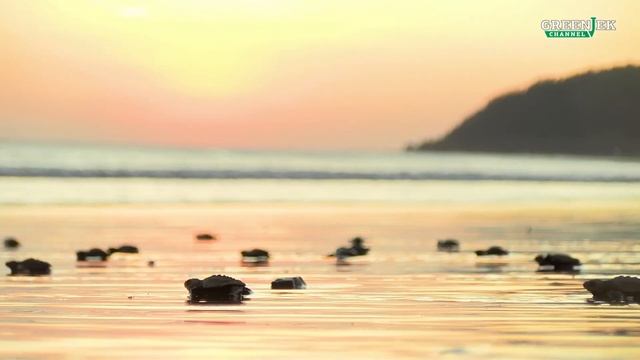 Неизвестная Доминикана - Остров Саона - Ехать Надо? - Морские Черепахи на Мано Хуан смотреть онлайн