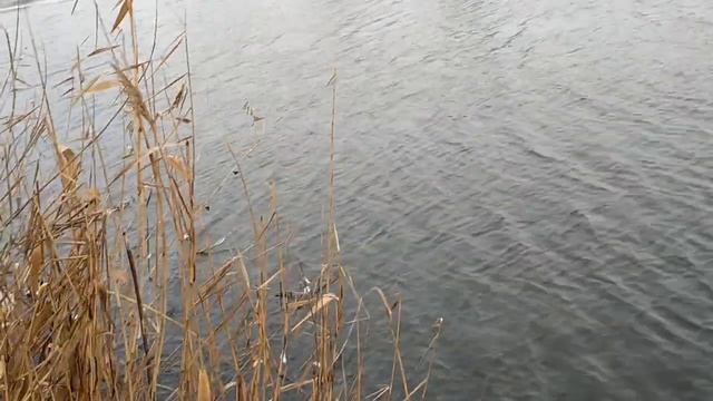 Какая вода в наших реках??? Сделали замеры анализатором качества воды в речках Самара и Волчья! смотреть онлайн