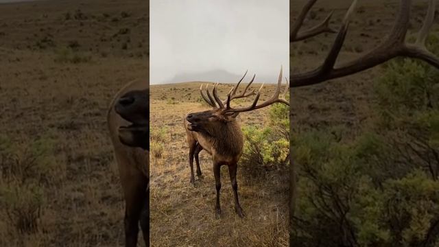 123PandoraME Take The Day Off Challenge/barasingha animal status/african animals tv#africananimalst смотреть онлайн