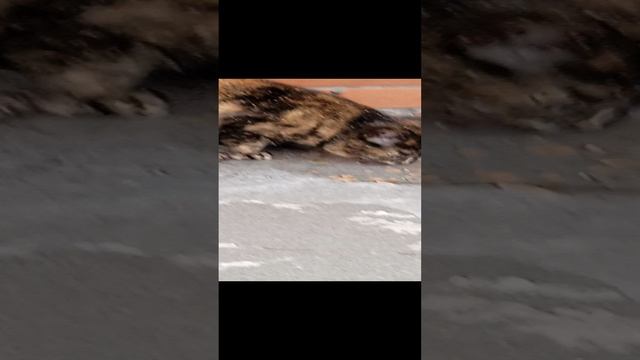 Пример того, как кушает кот смотреть онлайн