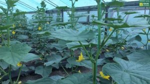 Обзор ОГУРЦА Лютояр F1. Про крепление цветка. 11 мая 2017