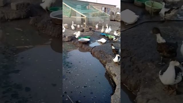 гуси Линда, утка Стар53, утка Каюка, утка Мулард, хохлатая утка,индоутка смотреть онлайн