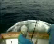 Рыбака утащила рыба смотреть онлайн