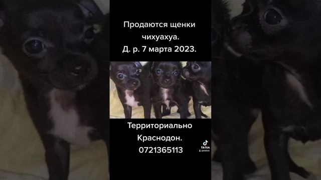 Продаются щенки чихуахуа! смотреть онлайн