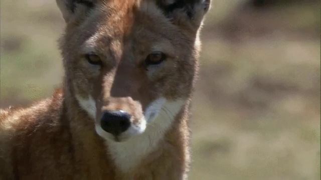 Лиса Живые Обои смотреть онлайн