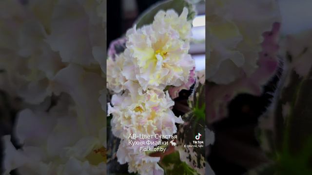 🍒🍒🍒АВ-Цвет Счастья. Сорт с совершенно новым окрасом для фиалок. смотреть онлайн