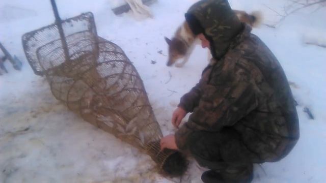 Рыбалка(заездок,запор)старый дедовский способ)))) смотреть онлайн