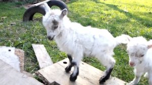 Козлята нашего двора, как растут и что едят. goat and kids.