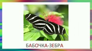 Какие бывают бабочки. Карточки Домана.
