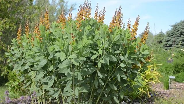 Baptisia Potting and Production Tips | Walters Gardens смотреть онлайн