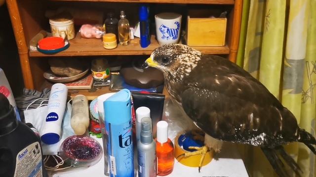 Звуки из моего ада должны звучать так. Осоед на передержке. смотреть онлайн