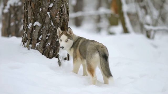 Прийдя ночью домой муж с порога заявил такое,но жена не растерялась и ответила смотреть онлайн