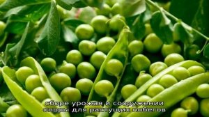 Урожай круглый год, не выходя из дома: как вырастить горох в домашних условиях на подоконнике и чт.