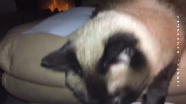 Не грызун, а милое кошачье созданье =^..^= СИАМСКИЕ КОШКИ смотреть онлайн