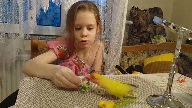 Мой попугай дерётся ? смотреть онлайн