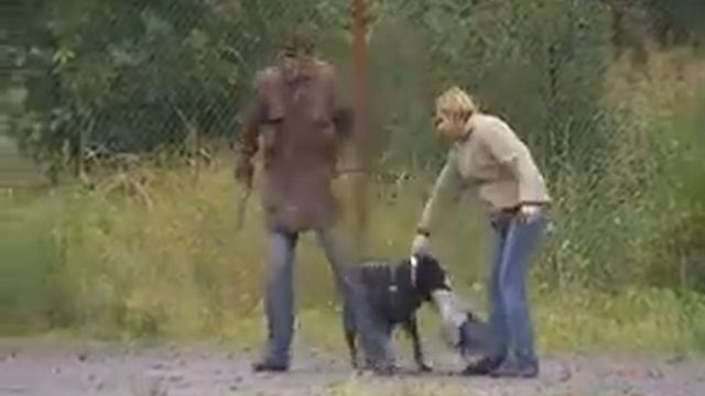 2012-01-27 Штраф выгул собак 4000 рублей http://vk.com/gorbunki смотреть онлайн