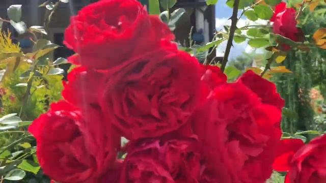 Очарование роз!Роза Флорентина . смотреть онлайн