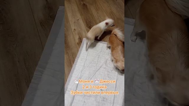 Моня и ?Джесси 2 и 3 годика, малыши чистили зубки впервые, смотреть онлайн