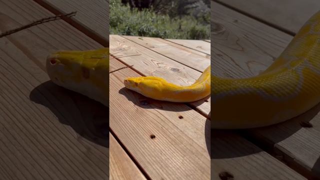 Emma in the Sun!!!! #retic #snake #retics #reticulatedpython #reticulated #reticnation #python #pet смотреть онлайн