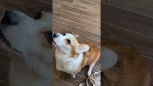 Корги воет 30 минутная версия Релакс, медитация