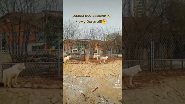 волки смотреть онлайн