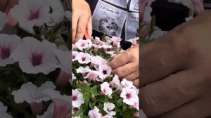 Черенкование петунии в торфяные таблетки, часть 2.