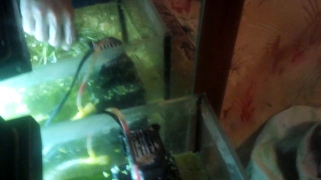 Как проходят наши выходные или замена воды в аквариуме смотреть онлайн