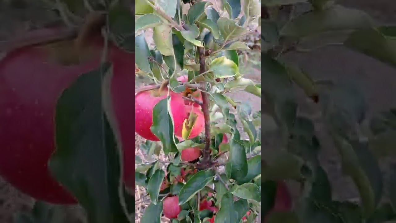 яблоня сорта Гая (Gaia) смотреть онлайн