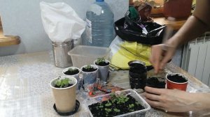 Годеция. ч.1. Удачный опыт выращивание из семян. Пикировка рассады.